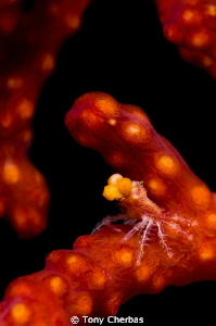 TEENY, tiny decorator crab on a sea fan by Tony Cherbas 
